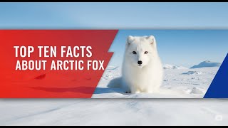 Ten Interesting Facts About the Arctic Fox! ❄️
