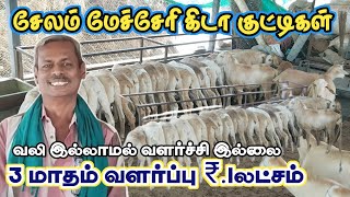 ஆடு வளர்ப்பில் இதுதான் உண்மை / சேலம் மேச்சேரி கிடாய் வளர்ப்பில் சாதித்த விவசாயி