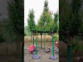 Discover amazing  landscape ideas Beautiful Bonsai Hexagon Pavilion   #short #satisfying