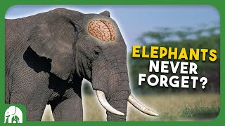 Do Elephants Really 'Never Forget'?