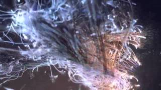 Dreamscene fire ball HD wall paper animation