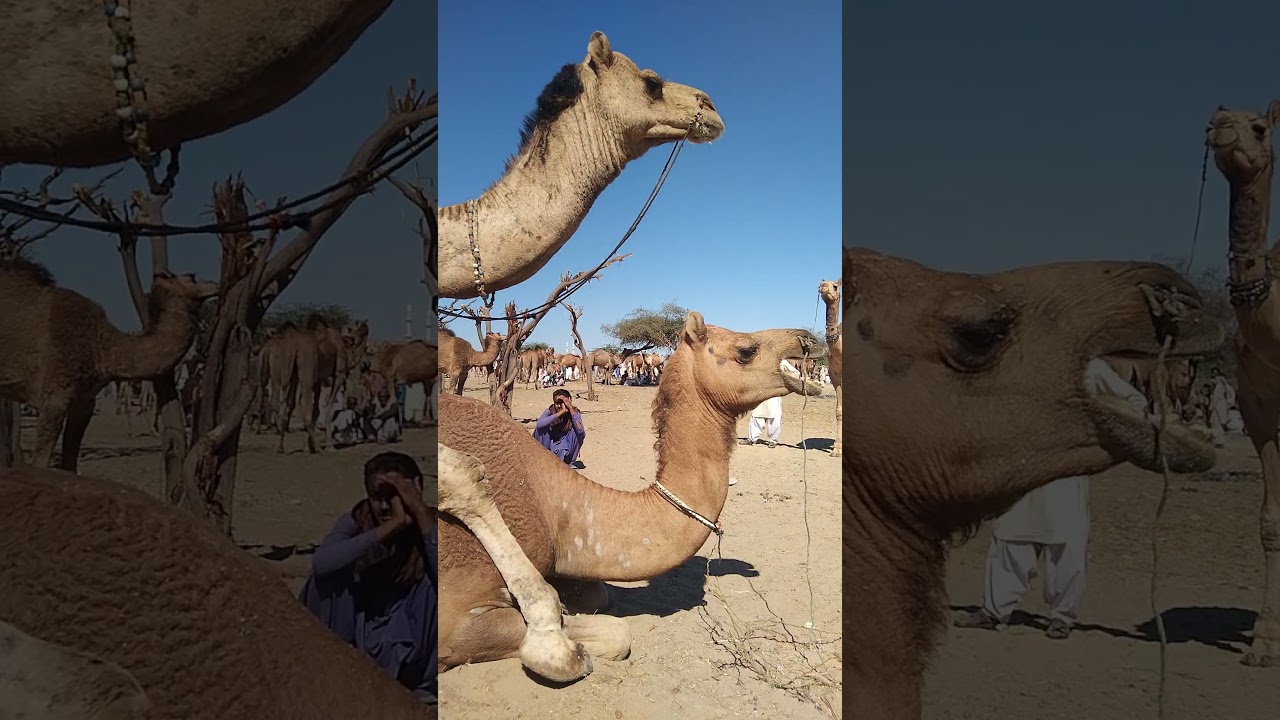 Beautiful Camel  group Short