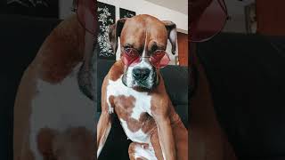 FUNNY Dog Reaction Video 🐶🔴 Johnny Depp Amber vs Heard Defamation Trial by Roxie Boxie 844 views 1 year ago 3 minutes, 53 seconds