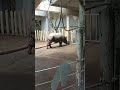 rhinoceros