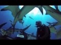 GoPro: Nassau Bahamas Shark Dive with Stuart Cove's 720p