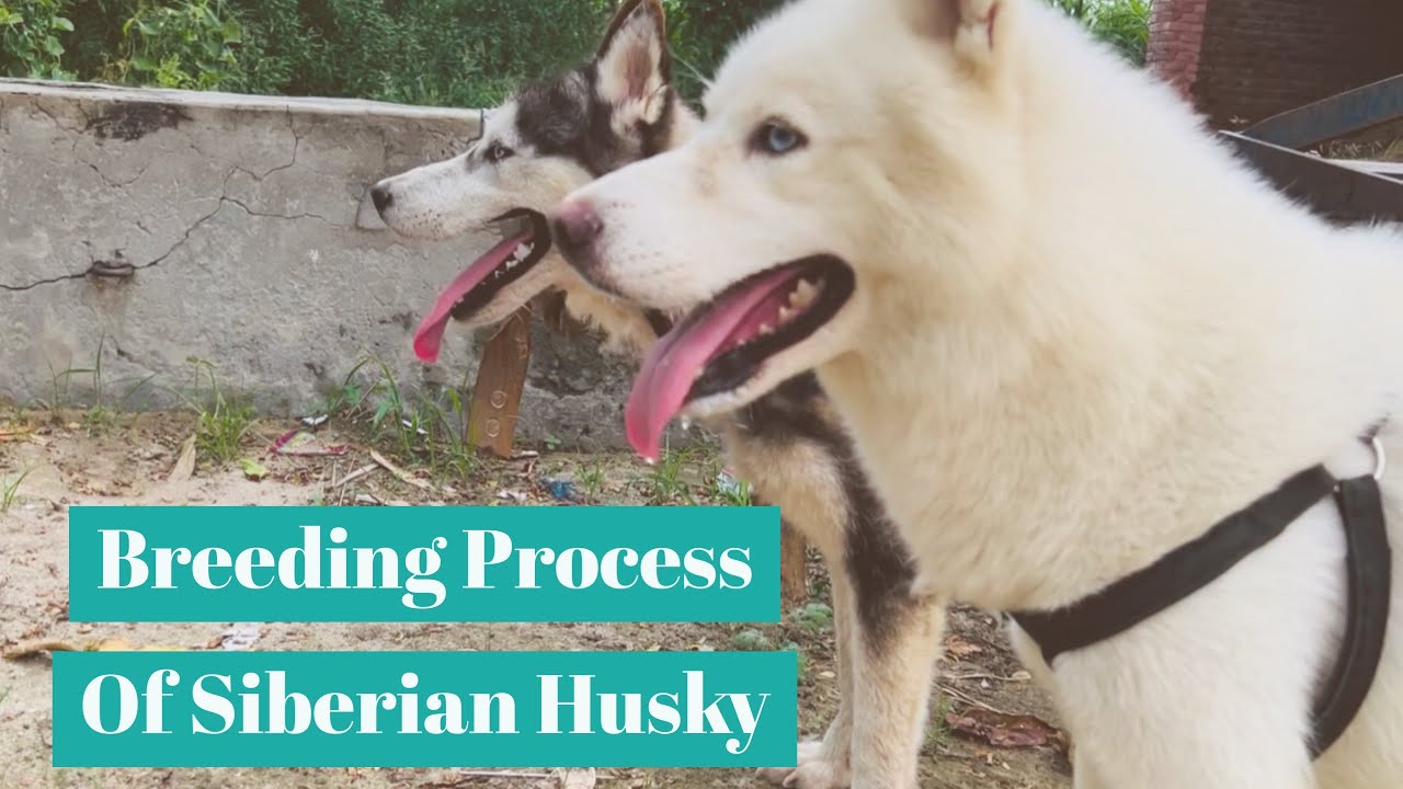 Let’s Check Male Stud White Husky Blue Eyes Meeting Dog | 