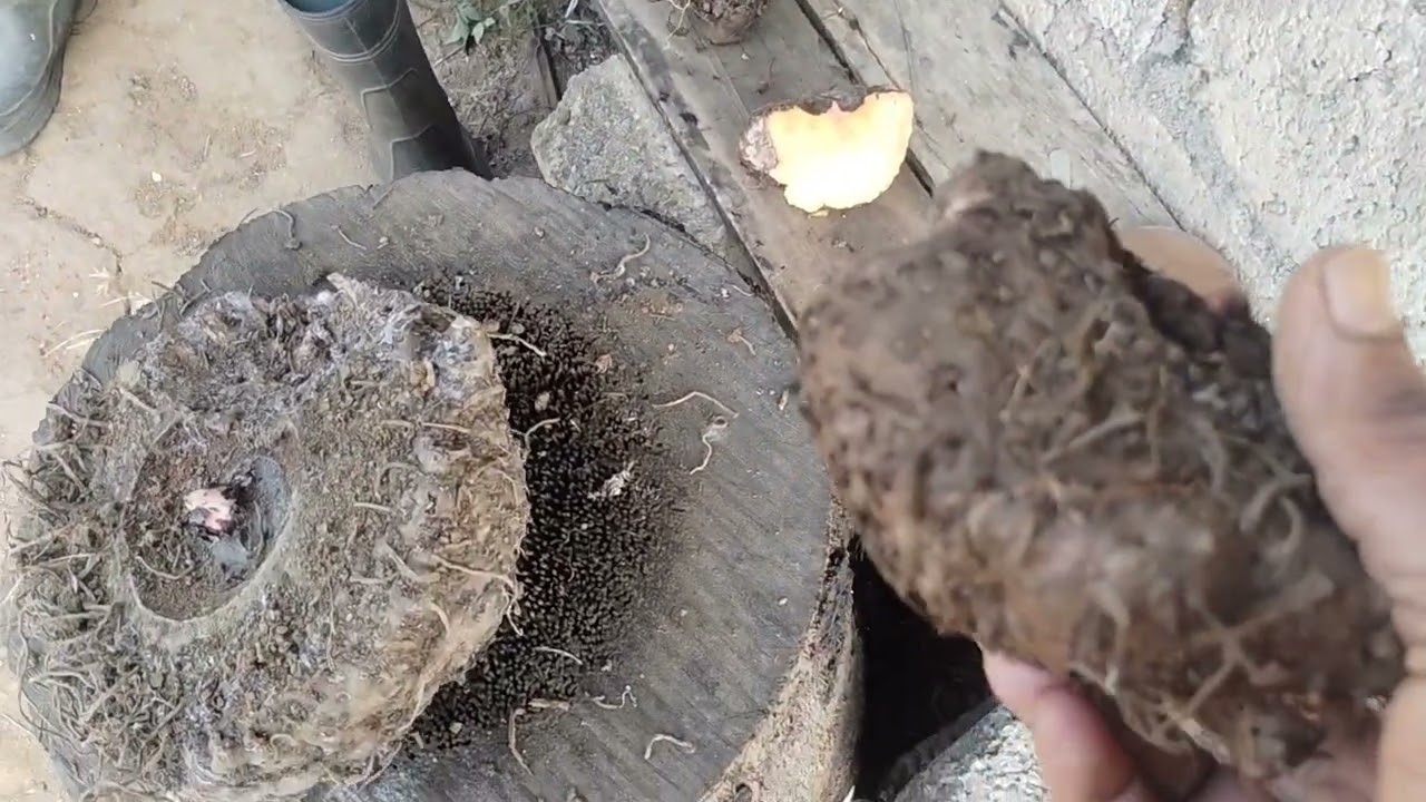 നാടൻ ചേന കൃഷി അറിയേണ്ടതെല്ലാം അട്ടപ്പാടി  കൃഷി #പൊട്ടറ്റോ# tuber crops#palakad  #vegitable farming