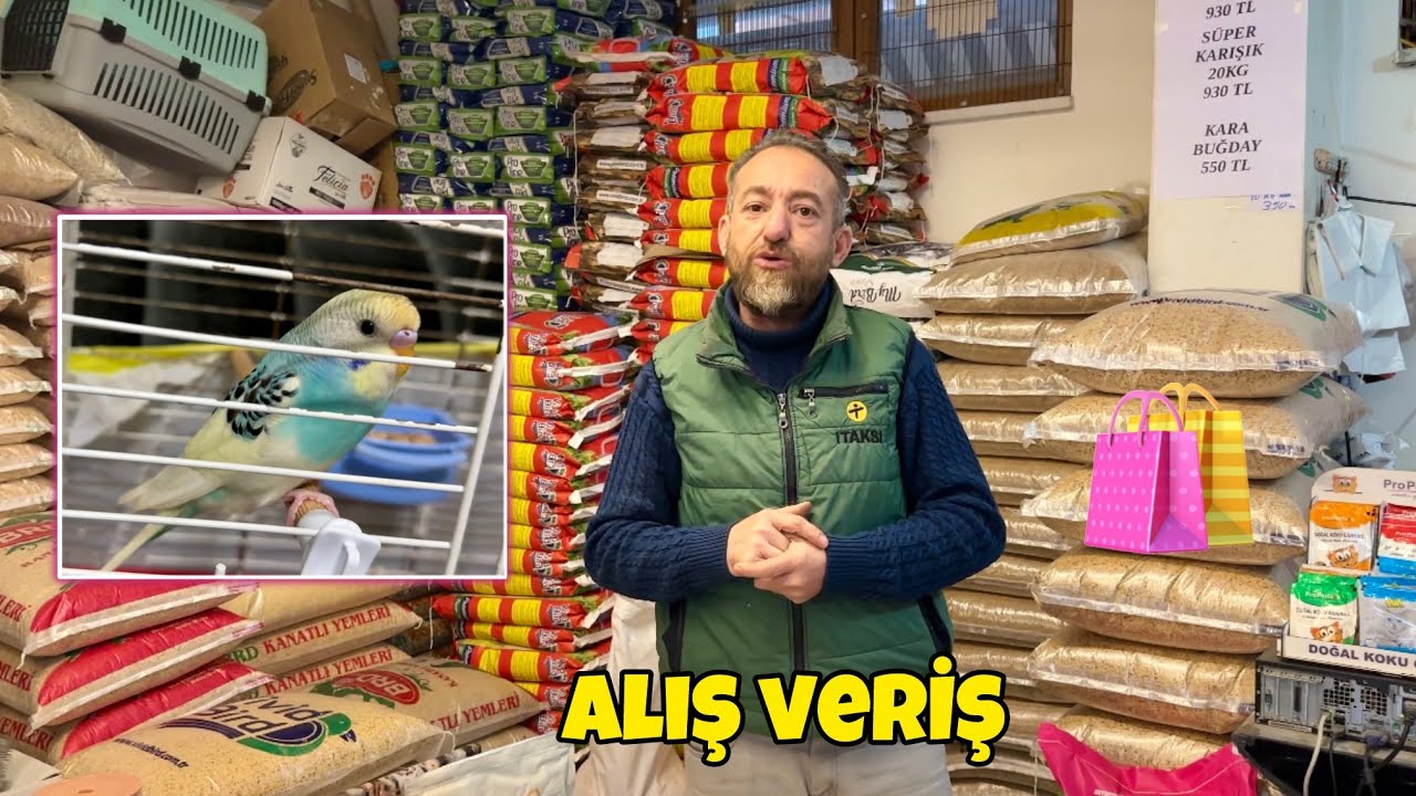 Yiğenlerimin Muhabbet Kuşu 🦜 Yem Alış Verişi  🌽 Hayvanlarda Son Durum 💯 Tavuk Civciv Kuş 