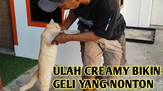 Ulah Creamy Bikin Geli Yang Nonton