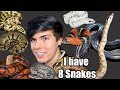 Meet All My Pet Snakes! (I Have 8 Snakes)