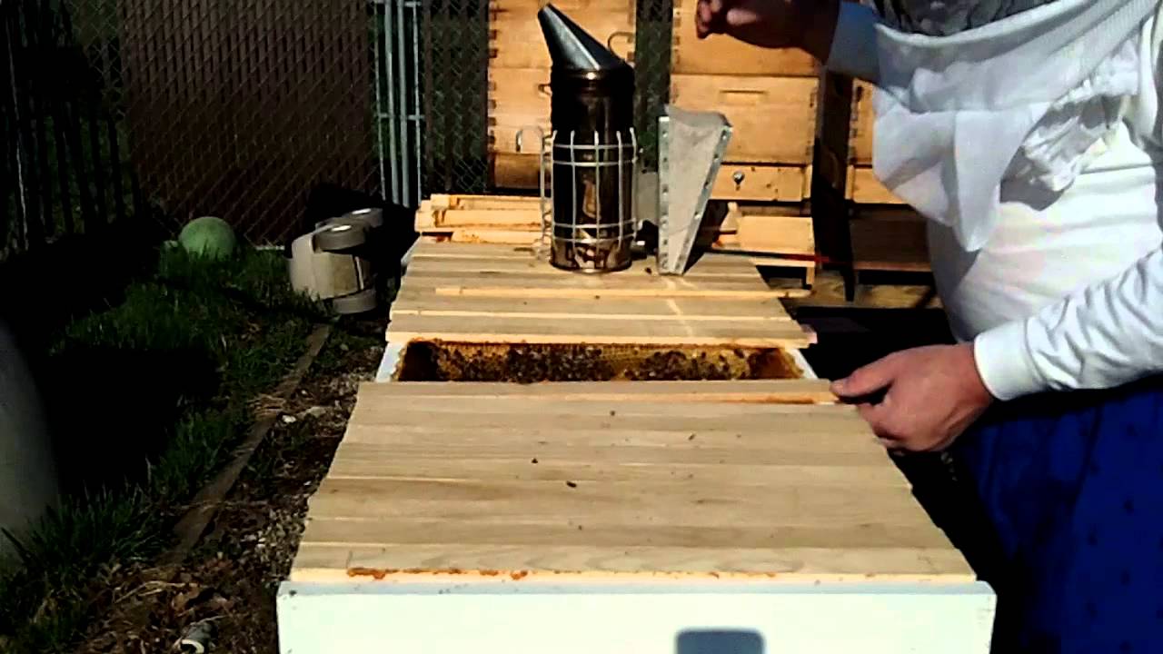 Top bar hive inspection (March 2012) YouTube