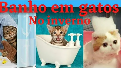 Pode dar banho no gato no inverno?
