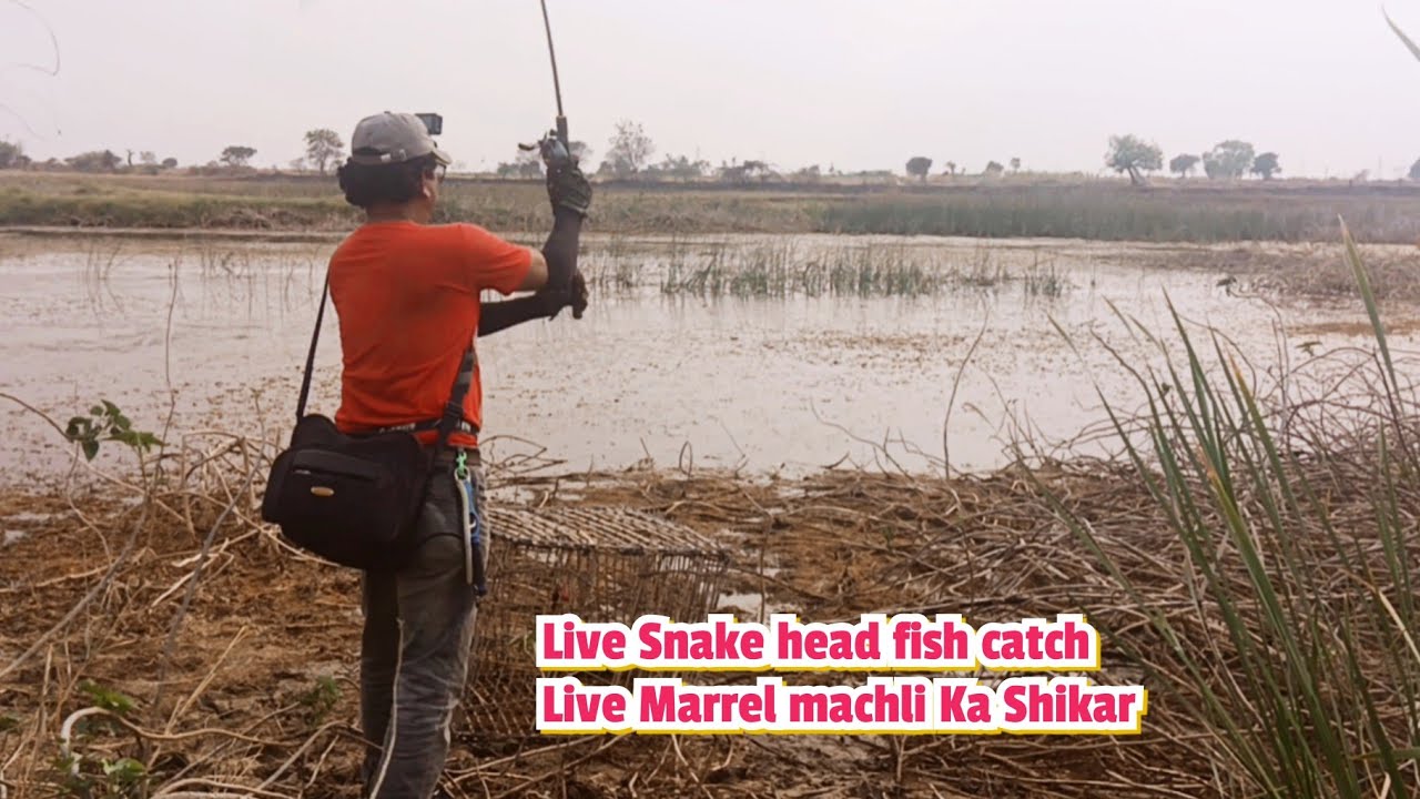 Live Snake head fishing || Live Marrel fish Catch
