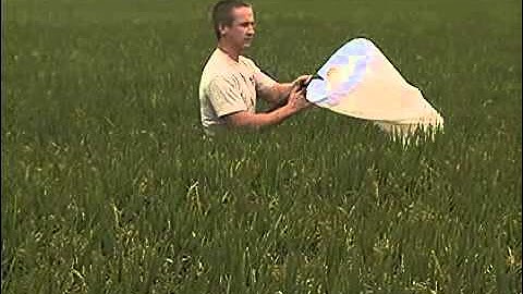 Rice Stink Bug Management 1: Scouting and management for rice stink bug.