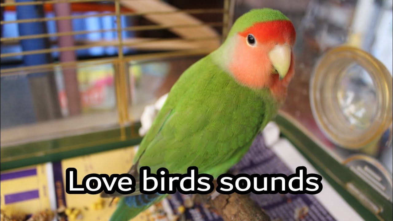 love birds singing YouTube
