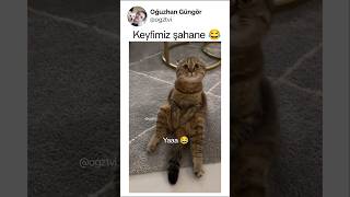 Keyfimizi Sadece Yaş Mama Bozabilir