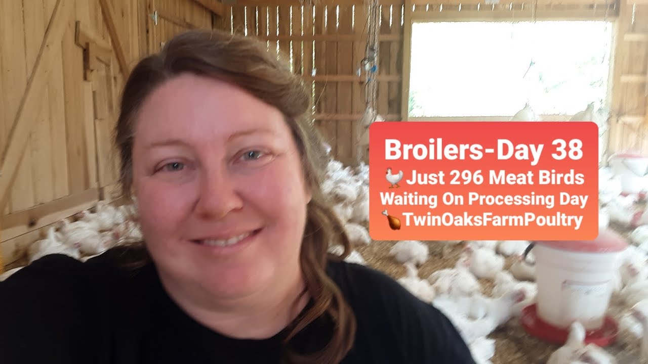 Broilers Day 38 Flock 6 of 2023 Just 296 L'il Hangry Meat Birds