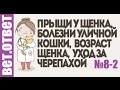 Аллергия у щенка, уличная кошка, уход за черепахой. ВетОтвет 8-2