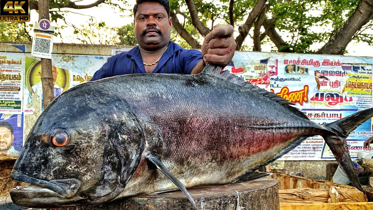 KASIMEDU 🔥 SPEED SELVAM | HUGE TRAVELLY DRY FISH CUTTING VIDEO | 4K VIDEO | KM FISH CUTTING