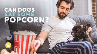 Can Dogs Eat Popcorn? Here's Why