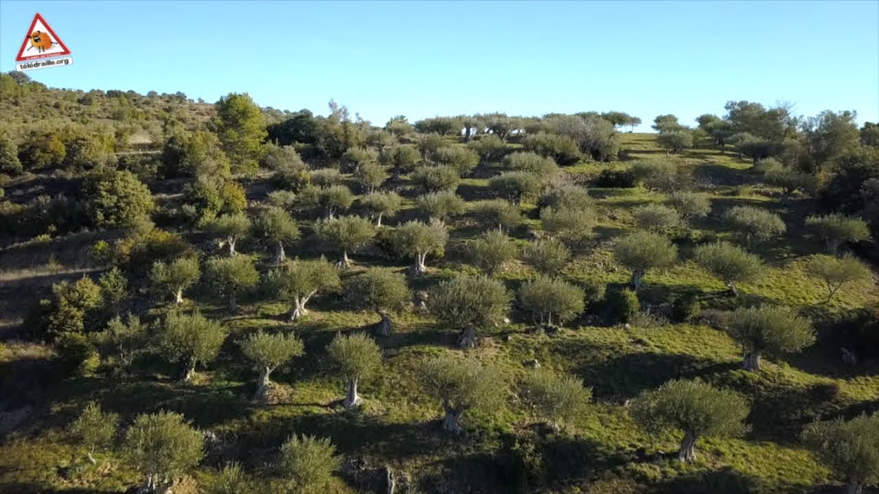 Le moulin à huile d'olive des Mages.
