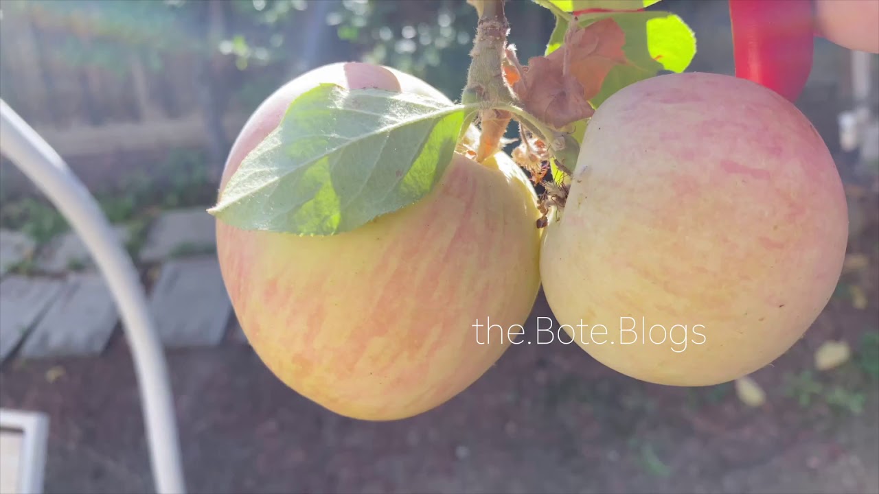 Fuji Apples Season YouTube