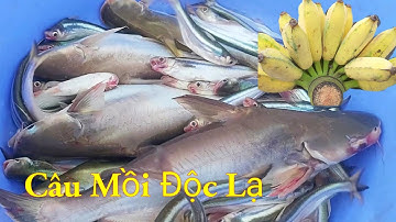 Săn Bắt Câu Mồi Độc Lạ Cá Ba Sa Cá Xác Sọc Nó Khoái Lắm Miền Tây Sông Nước / Kiềm Rapper