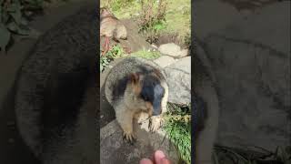 Cute Wild animal bobak marmot or prairie dog 561 #marmot #animals #capybara #wildanimals #wildlife
