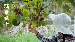 山上摘的新鲜猕猴桃不能直接吃，摘回家放柜子里让它变熟 Kiwifruit