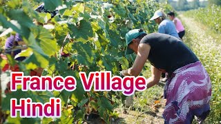 Village Life in France in Hindi