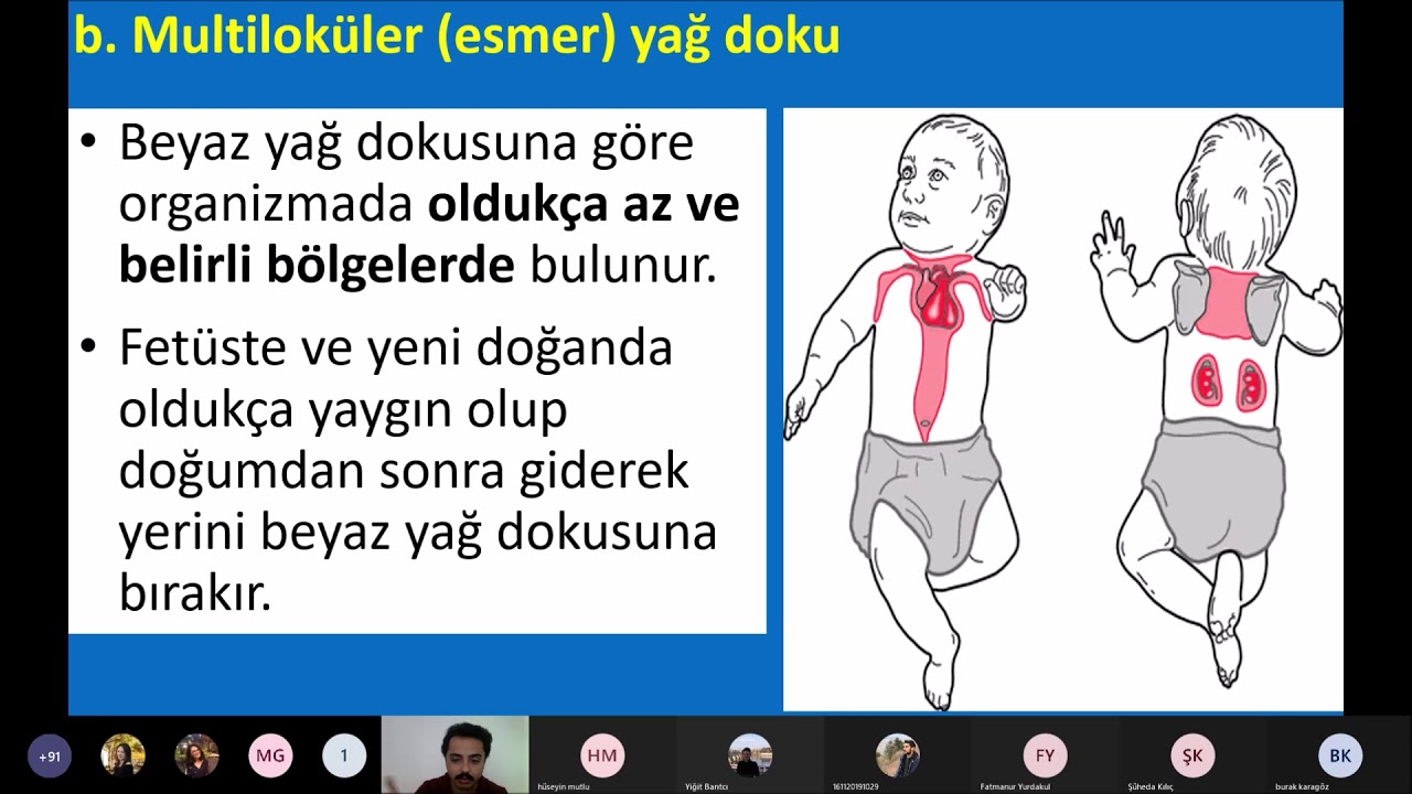 Histoloji - Yağ Doku