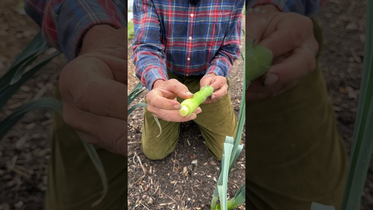 One year old leeks in late spring