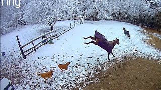 Caught on the Ring cameras, Sven, Mel and the dogs enjoying an early spring dumping of snow.