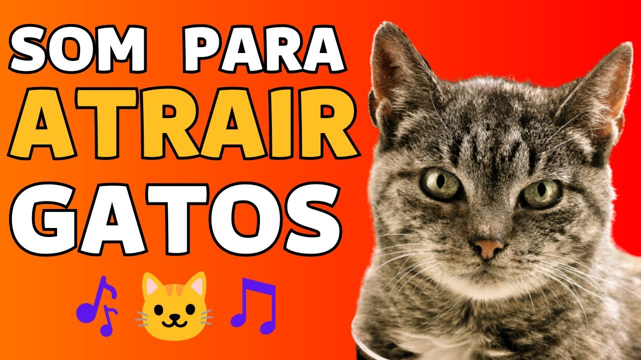 SOM PARA ATRAIR GATOS - GATO MIANDO E RONRONANDO - CHAME A ATENÇÃO DO ...