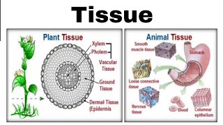 What is Tissue || Plant Tissue || Animal Tissue || Notes || intro, types, function, structure, etc..