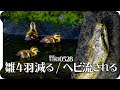 0528【TVのカルガモ親子29日目】続・雛ラッシュ、カルガモ親子29日目、爬虫類多め蛇トカゲ亀　5月28日今日撮り野鳥動画まとめ 身近な生き物語