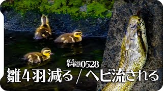 0528【TVのカルガモ親子29日目】続・雛ラッシュ、カルガモ親子29日目、爬虫類多め蛇トカゲ亀　5月28日今日撮り野鳥動画まとめ 身近な生き物語