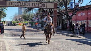 A February Day in Fort Worth Stockyards, bull ride, longhorns, maze, shopping, honky tonk!!