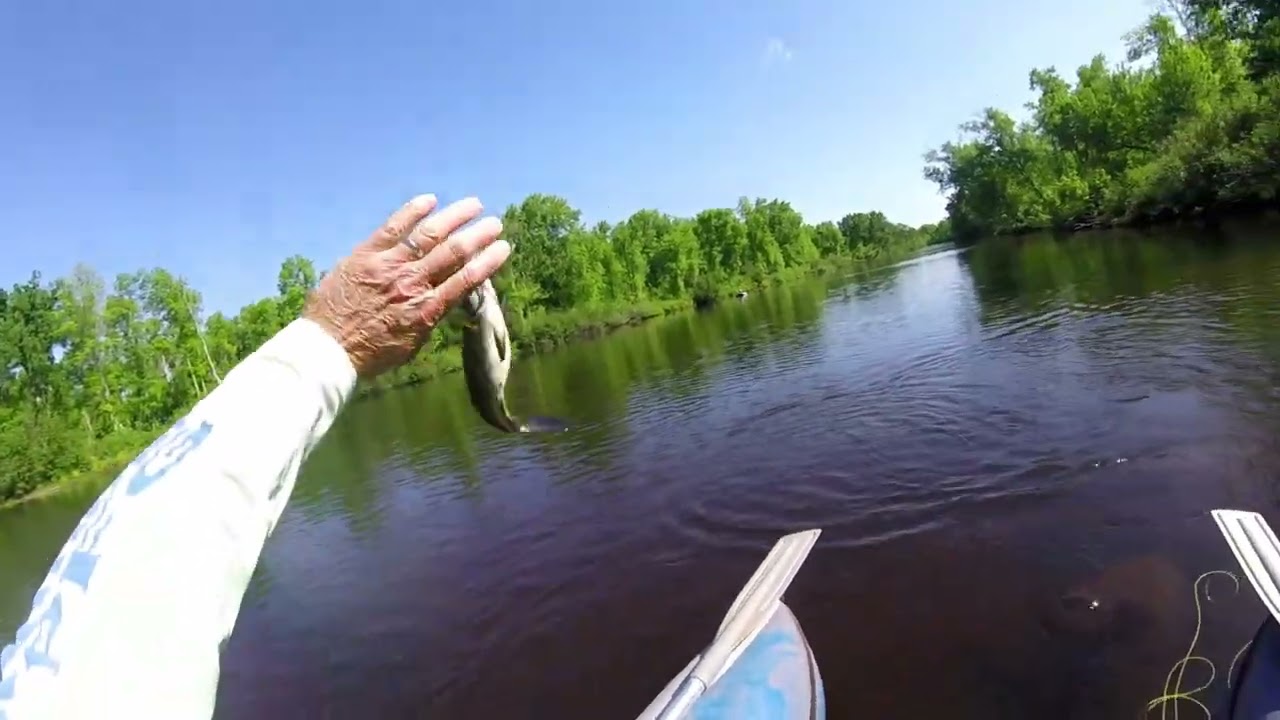 Streamers In June for Big Bronzebacks