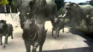 Animals In The Subdivision