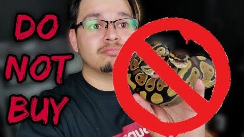 NOT FOR BEGINNERS! || Ball Pythons Are NOT Beginner Snakes IMO