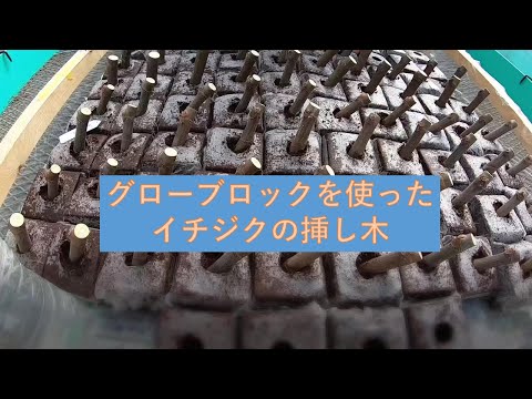 イチジクの挿し木 - YouTube