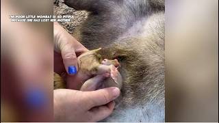 A woman adopted a small, motherless wombat.#rescue #animalstory #animals