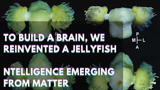 To Build a Brain, We Reinvented a Jellyfish. Intelligence emerging from matter screenshot 5