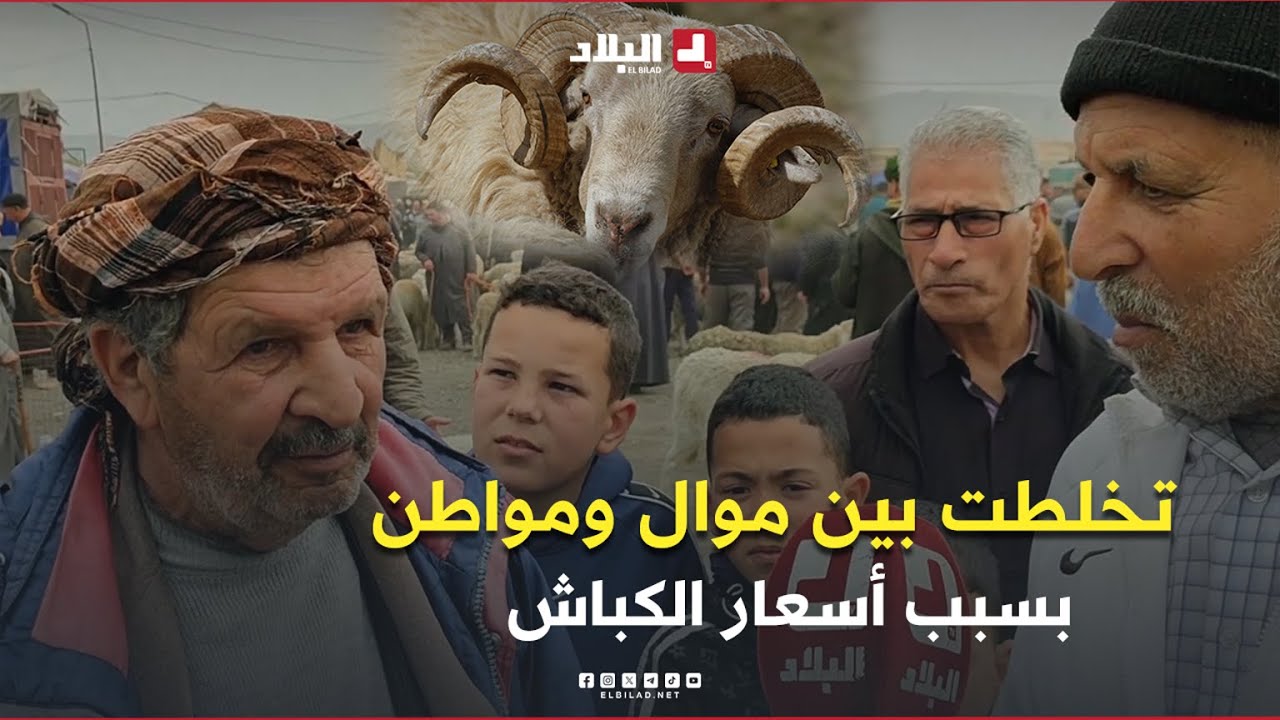 ⁣شاهدوا ماذا جرى بين موال ومواطن بخصوص أسعار الكباش بسوق المواشي بولاية البويرة..