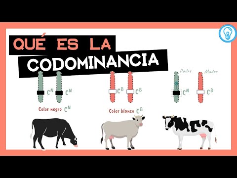 Video: ¿Cuál es un ejemplo de herencia codominante en un ser humano?