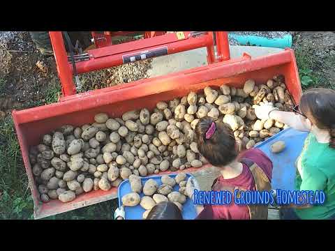 Digging Potatoes and storing them in our Root cellar