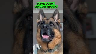 They’re where they should be! #germanshepherd #viral #trending #gsd #dog #shorts #quotes #yt