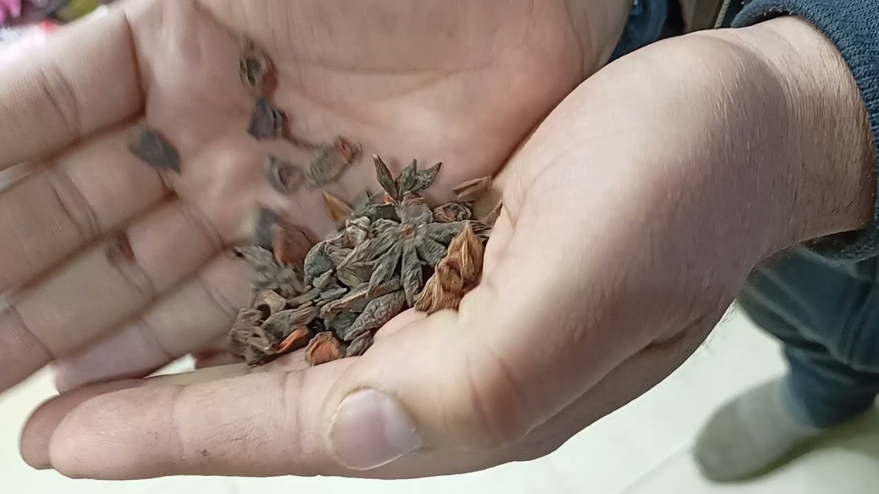 الأعشاب والأسرار مع أمهر عطار والتداوى بالأعشاب ما  خلق الله تعالى داء إلا وخلق له دواء 👍👍👍👍👍