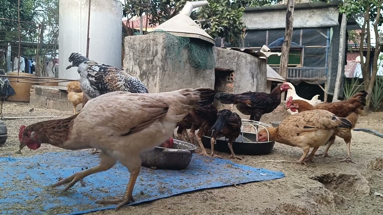 Village Farm – Chickens Pecking Food 🌾
